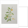 Ornamental Orange, 1995 by Iona Hordern