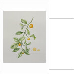 Ornamental Orange, 1995 by Iona Hordern