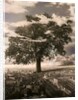 The Tree in Islington, 1978 by Hag Hag