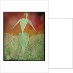 Hemped Out, 2008 by Ikahl Beckford