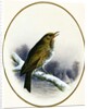 Song Thrush, 1884 by Harry Bright