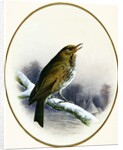 Song Thrush, 1884 by Harry Bright