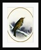 Song Thrush, 1884 by Harry Bright
