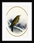 Song Thrush, 1884 by Harry Bright