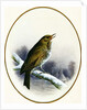Song Thrush, 1884 by Harry Bright
