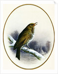 Song Thrush, 1884 by Harry Bright