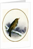 Song Thrush, 1884 by Harry Bright