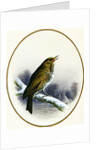 Song Thrush, 1884 by Harry Bright