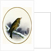 Song Thrush, 1884 by Harry Bright