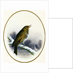 Song Thrush, 1884 by Harry Bright