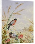 Bullfinches in a harvest field by Harry Bright