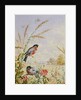 Bullfinches in a harvest field by Harry Bright
