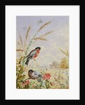 Bullfinches in a harvest field by Harry Bright