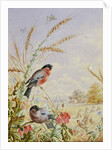 Bullfinches in a harvest field by Harry Bright