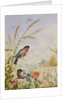Bullfinches in a harvest field by Harry Bright