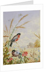 Bullfinches in a harvest field by Harry Bright