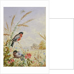 Bullfinches in a harvest field by Harry Bright