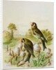 Goldfinches on thistles, 1889 by Harry Bright