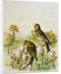 Goldfinches on thistles, 1889 by Harry Bright