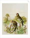 Goldfinches on thistles, 1889 by Harry Bright