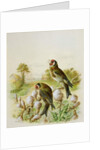 Goldfinches on thistles, 1889 by Harry Bright