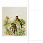 Goldfinches on thistles, 1889 by Harry Bright
