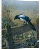The Magpie by Johan Gerard Keulemans