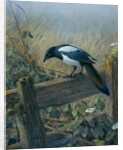 The Magpie by Johan Gerard Keulemans