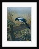 The Magpie by Johan Gerard Keulemans