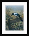 The Magpie by Johan Gerard Keulemans