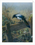 The Magpie by Johan Gerard Keulemans