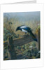 The Magpie by Johan Gerard Keulemans