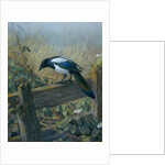 The Magpie by Johan Gerard Keulemans