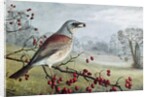 Fieldfare by Raymond Booth