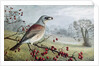 Fieldfare by Raymond Booth