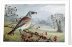 Fieldfare by Raymond Booth