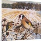 Goldfinch by Raymond Booth