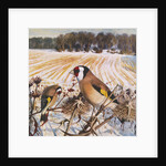 Goldfinch by Raymond Booth