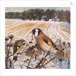 Goldfinch by Raymond Booth