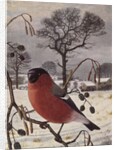 Northern Bullfinch by Raymond Booth