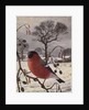 Northern Bullfinch by Raymond Booth