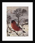Northern Bullfinch by Raymond Booth
