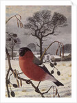 Northern Bullfinch by Raymond Booth