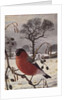 Northern Bullfinch by Raymond Booth