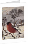 Northern Bullfinch by Raymond Booth