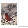 Northern Bullfinch by Raymond Booth