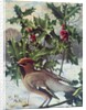 Waxwing by Raymond Booth