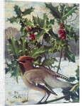 Waxwing by Raymond Booth