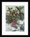 Waxwing by Raymond Booth