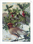 Waxwing by Raymond Booth